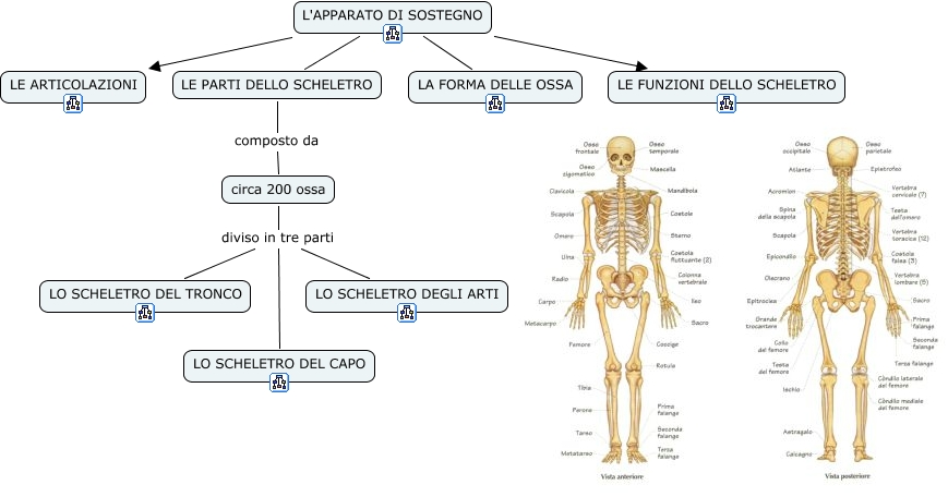 Lo Scheletro Produce Le Cellule Del Sangue